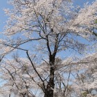 本丸一本大桜