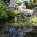 日本庭園、枝垂桜、庭園橋
