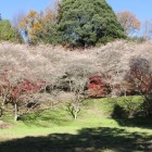同左さんざ畑の四季桜群