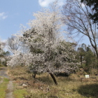 西館の山桜
