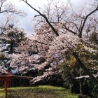 二の丸跡の桜と鳥居