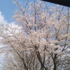 満開の桜