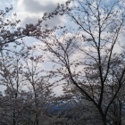 山頂の満開の桜