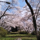 本丸跡の桜