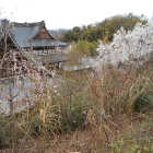関善光寺の桜