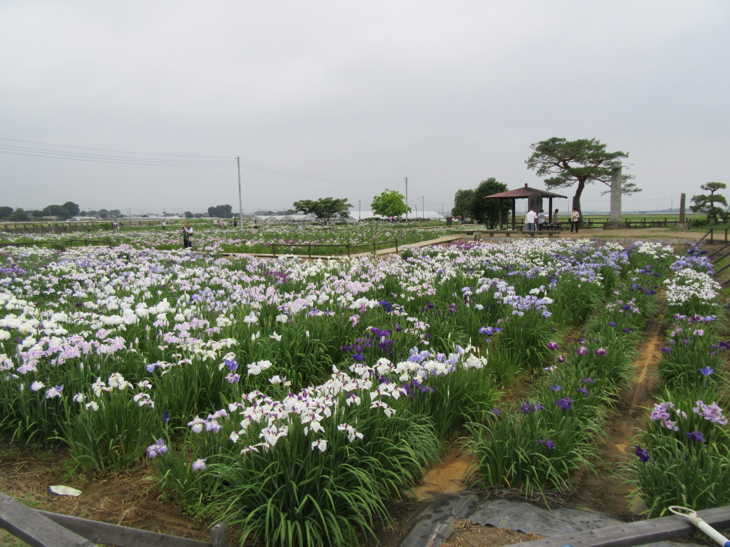 菖蒲城 城びと