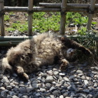全く無警戒な猫