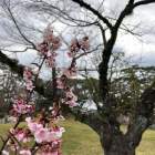 駿府城 公園 2