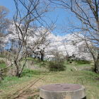 搦手から登っていきなり桜のお出迎え