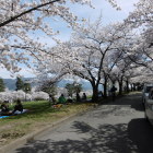 満開の桜と多くの花見客