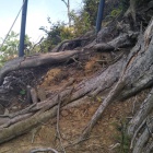 登城道にある木の根