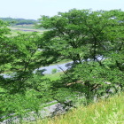 西側の守りとなる吉田川