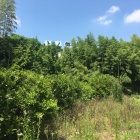 全景