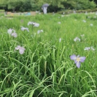 2020/06/21  小田原城の花菖蒲