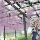 2020/04/30  小田原城の藤棚(へし切長谷部を添えて)