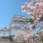 2019/04/06  小田原城と桜(昼)