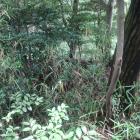 本丸南部の土塁……ですが、わかりませんよね