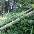 割ヶ嶽城登城道倒木(通過後)