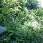 割ヶ嶽城登城道引き返し箇所