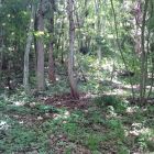割ヶ嶽城登城道途中の削平地(物資引き揚げ場と思われる)1