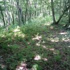 割ヶ嶽城登城道途中の削平地(物資引き揚げ場と思われる)2