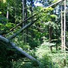割ヶ嶽城登城道倒木(通過前)