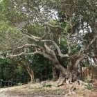主郭の雨山神社とヤマモモの木