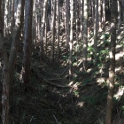 本丸南側下の畝状竪堀の一つ