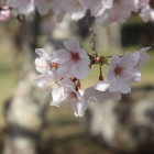 人吉城下の桜