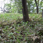 笹薮真っただ中の本丸