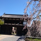 桜と大手門