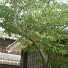 木にかぶさった松山城