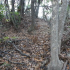 西端手前の土塁（これは当時の遺構？）