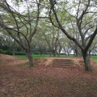 建物跡か？（土壇状遺構)
