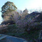三の丸から見た桜越の二の丸