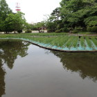 内濠・菖蒲園