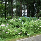 二清院前の紫陽花