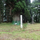 本丸にある樹齢500年の大杉