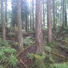 霧山城登城道の鞍部