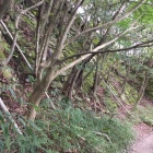 本丸北東側の石垣