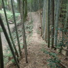 土橋