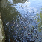 水堀の鯉