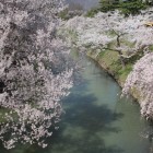 内堀と土塁に咲く桜