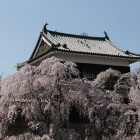 北櫓と桜