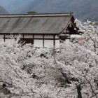 戌亥隅櫓台より桜に浮かぶ太鼓門を望む