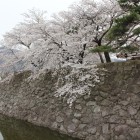 東内堀、東側本丸石垣上の桜