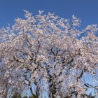 万葉の森公園枝垂れ桜