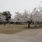 本丸内部の桜