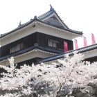 南櫓と桜