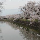 外濠と桜